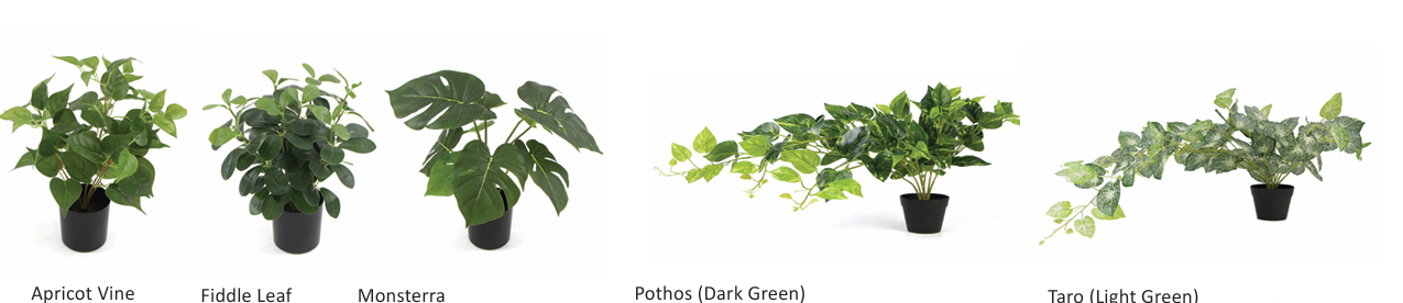 DD_Plant_Options-5.png