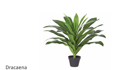 dd_Dracaena_Plant-4.png